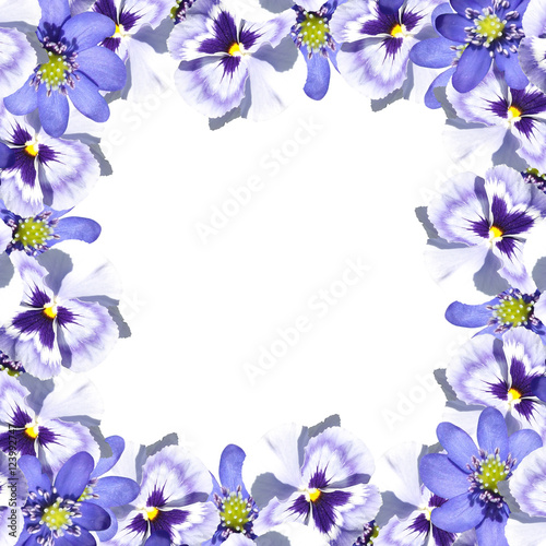 Beautiful spring background of blue violas and liverworts 