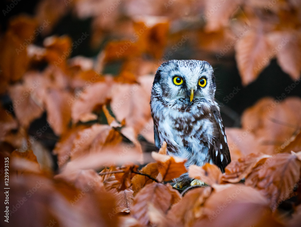 Obraz premium Boreal owl in the orange larch autumn tree.