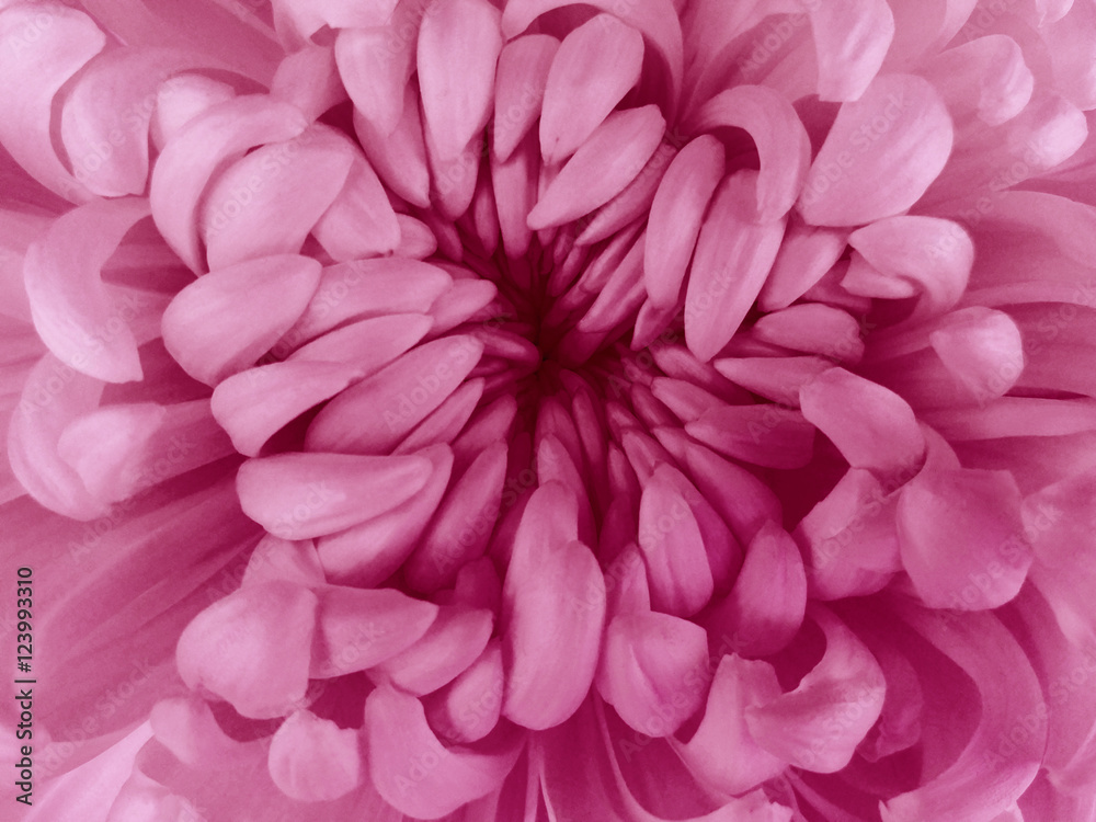 White  chrysanthemum flower.  Closeup.Macro. Nature. The air like a cloud. Flower cranberry center.