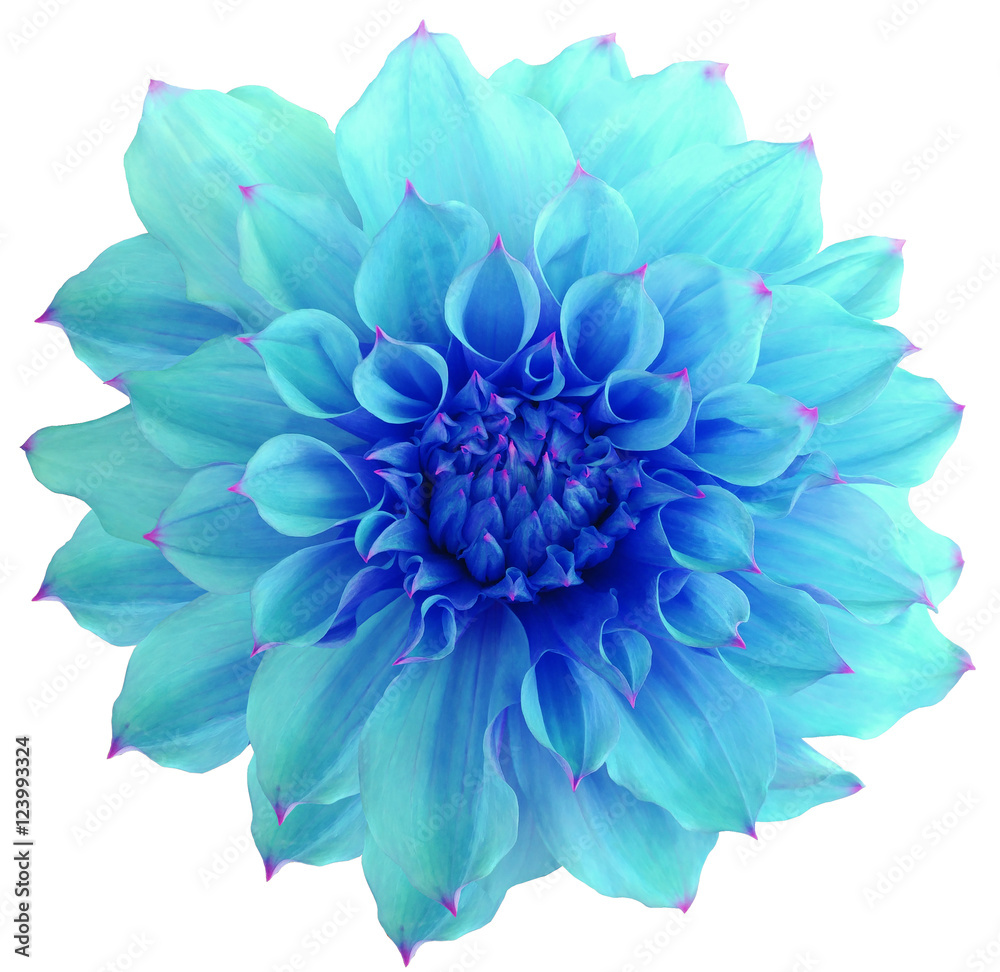 Dahlia  flower, white  background isolated  with clipping path. Closeup. with no shadows.  Macro. Nature.  blue.