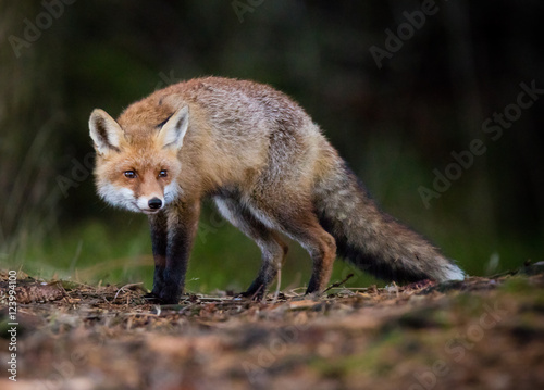Red Fox - Vulpes vulpes, close-up.