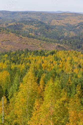 golden autumn in the carpathian mountains, yellow and green tree