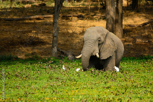 Elephant Feeding in Water Grass, Lower Zambezi National Park photo