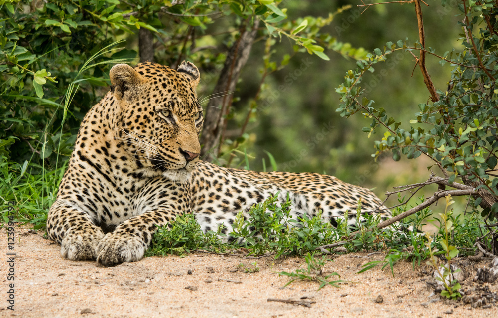 Fototapeta premium Male Leopard Resting, Sabi Sand Game Reserve