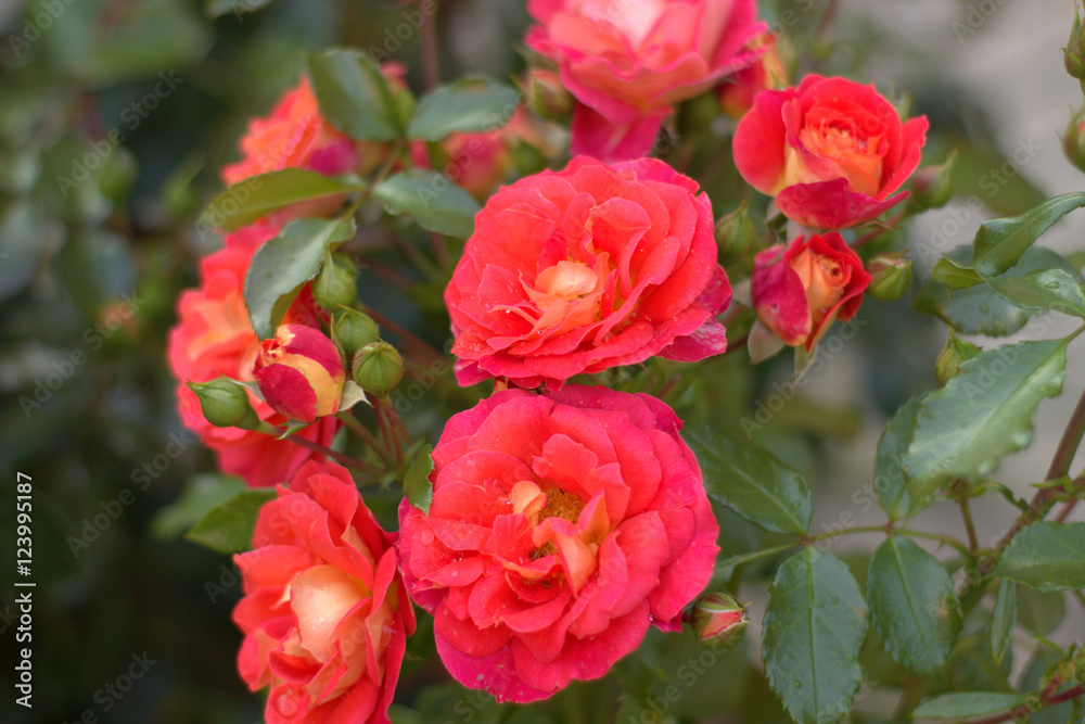 Obraz premium Rose - brothers Grimm after a rain.