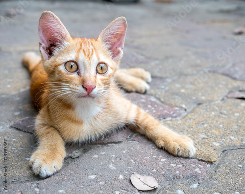 Little cute golden brown kitten lay comfort on outdoor concrete floor, selective focus at its eye