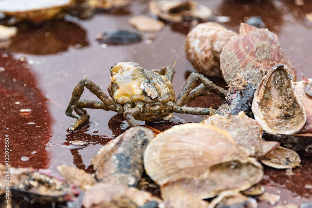 fishing of shells and sea urchin at west fjord breidafjoerdur, iceland