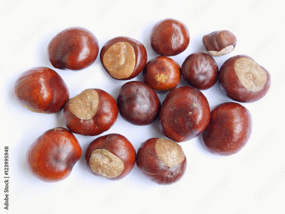 brown fruits seeds of chestnut tree atautumn brown fruits seeds of chestnut tree atautumn