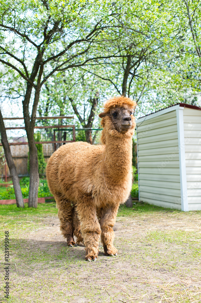 Obraz premium beautiful and furry brown and white alpacas on pet farm