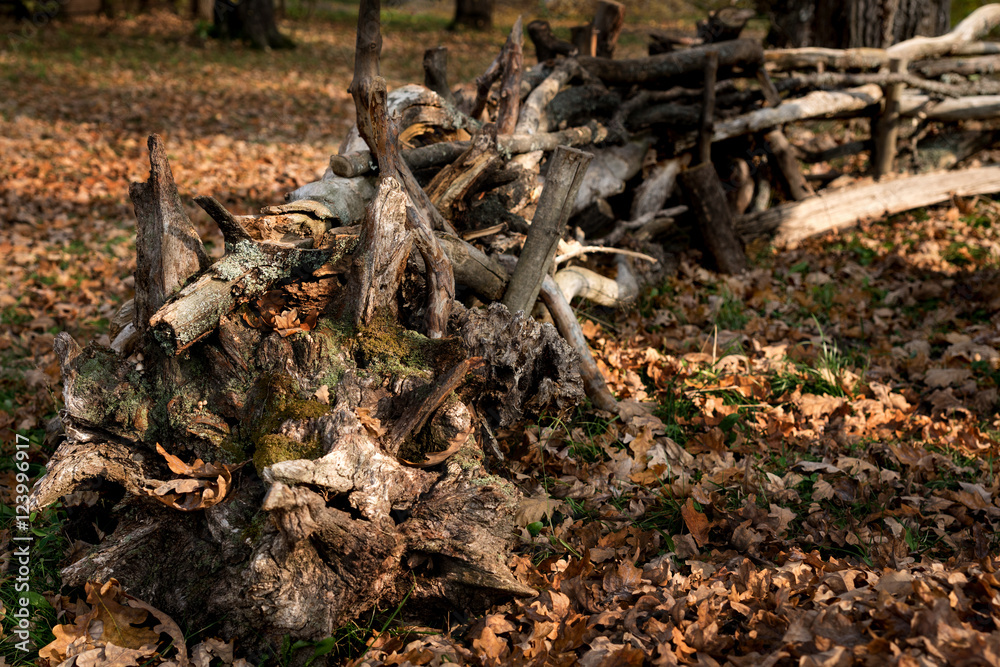 old snag at the autumn foliage old snag at the autumn foliage