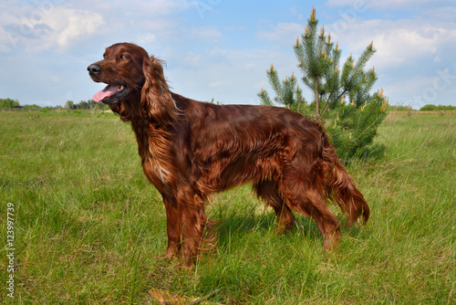 Fotografie Hunting with setter