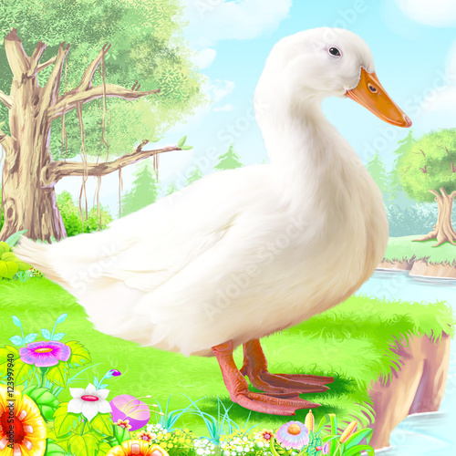 Duck