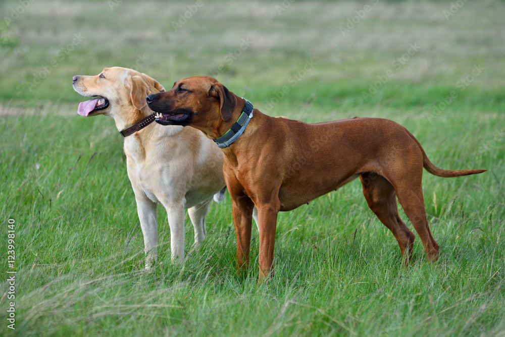 Two dogs on green grass