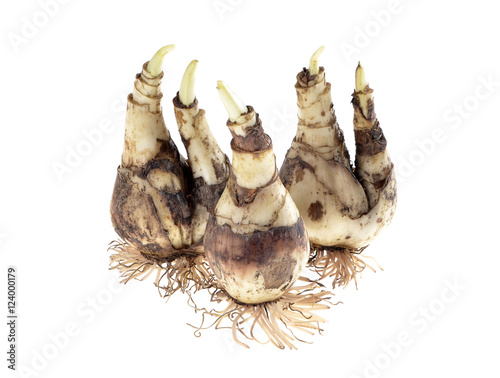 The bulbs of daffodils on isolated white background
