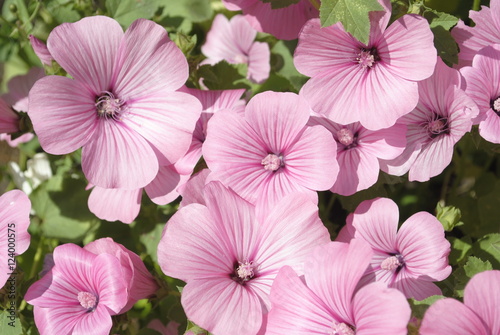 pink lavatera flowers