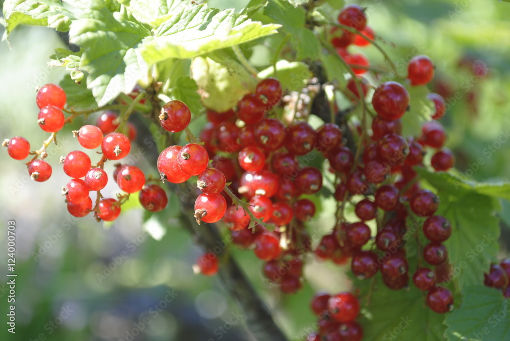 red currant