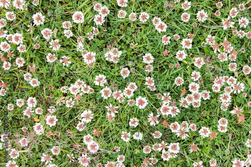 Plant growing on black sand - Iceland