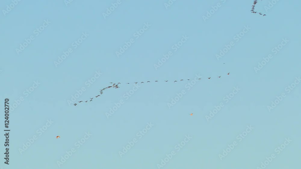 Flock of cormorants, birds flying in slow motion, isolated on background of pure blue sky. Flock of cormorants, birds flying in slow motion, isolated on background of pure blue sky.