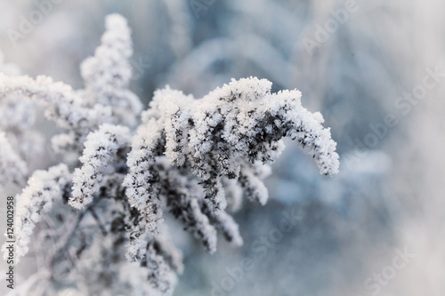 Frozen plant covered with hoarfrost of winter morning, macro nature background © juliasudnitskaya