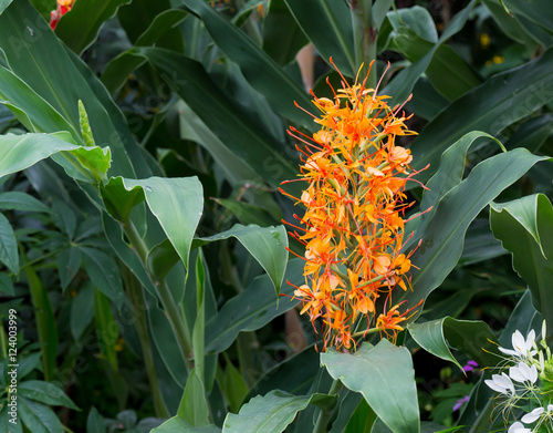 Fototapeta Naklejka Na Ścianę i Meble -  Red ginger lily Flower Hedychium coccineum Tara