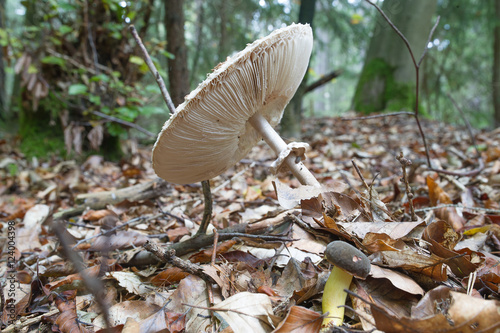 Parasolpilz und Röhrling im Wald photo