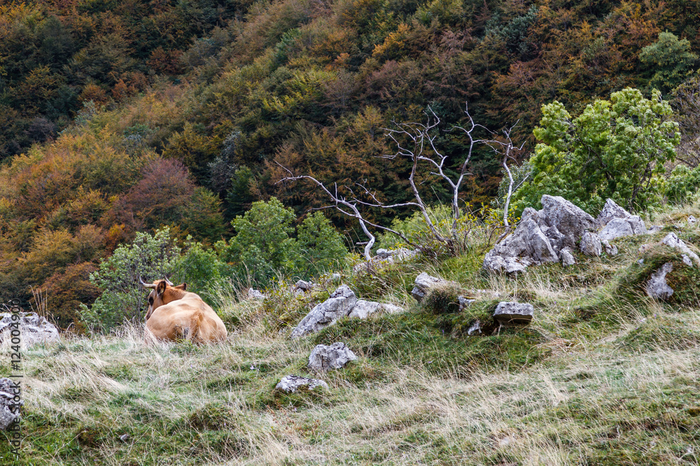 Fototapeta premium Vaca tumbada. Parque Natural de Las Ubiñas y La Mesa, Asturias.