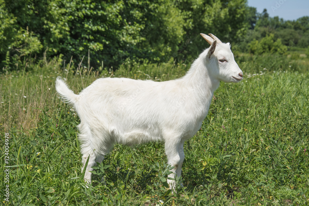 In summer, a small goat grazing in a meadow.