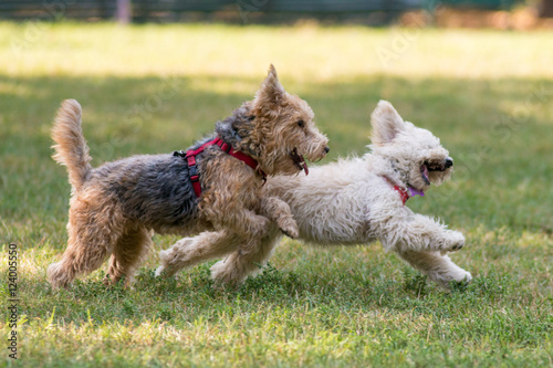 Insieme di piccoli cani  che giocano e corrono liberi in un parco cittadino