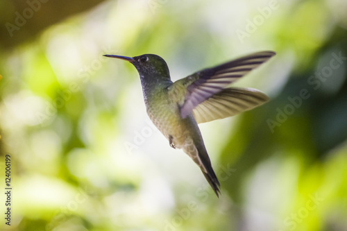  colibrì