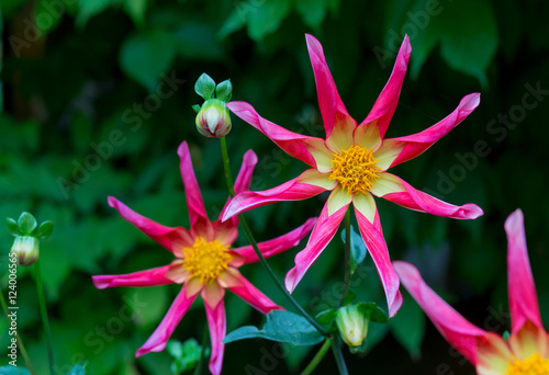 Juuls Allstar dahlia flowers in garden border photo