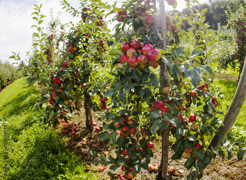Äpfel am Baum, Apfelplantage photo