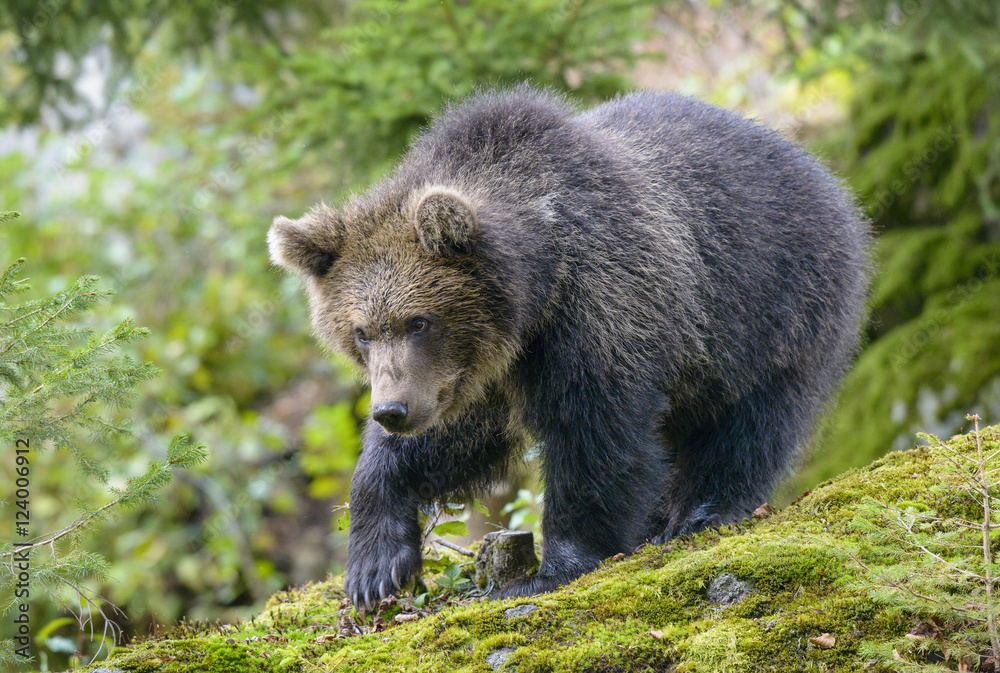 Little Bear in their natural habitat Little Bear in their natural habitat