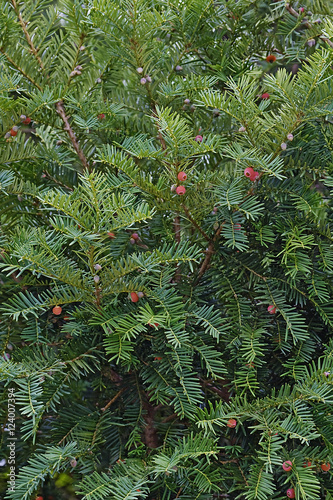 Englis jew (Taxus baccata). Called European jew also photo