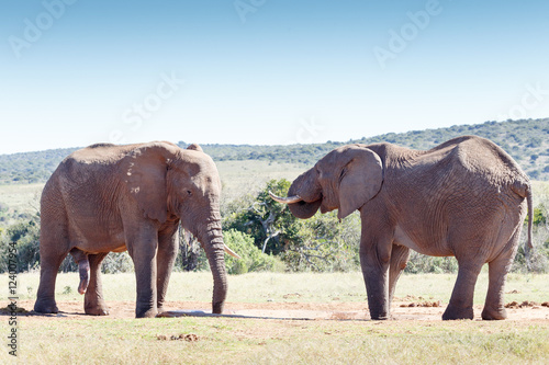 Huge two African Elephant standing at the drinking hole