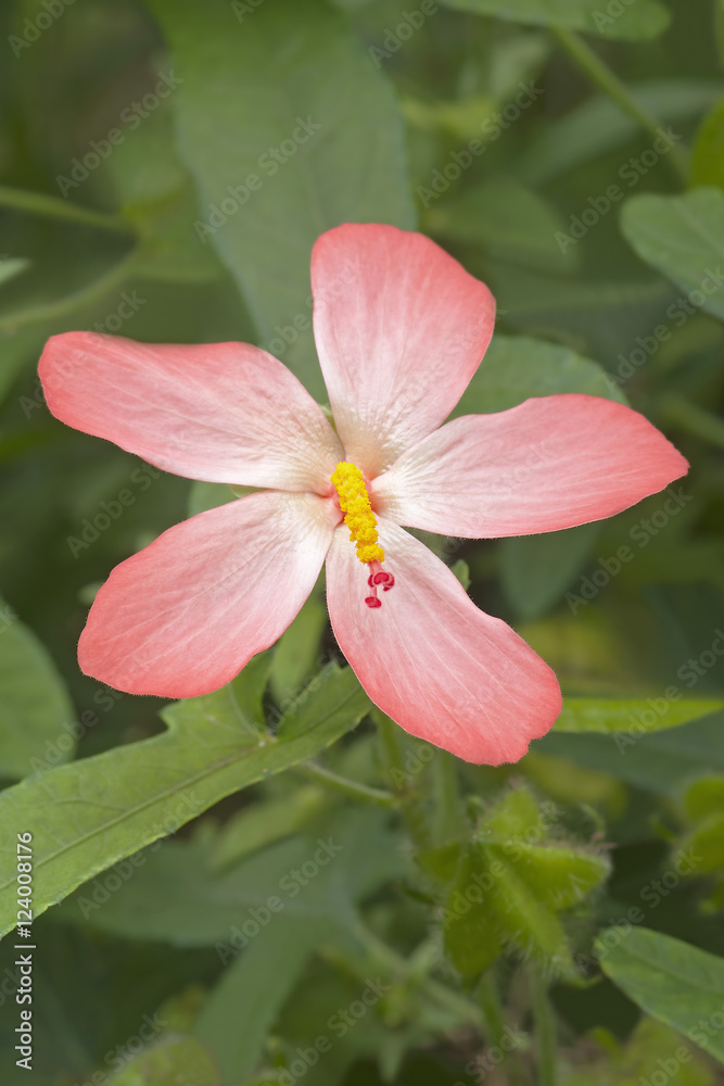Abelmosk (Abelmoschus moschatus). Called Annual hibiscus, Bamia Moschata, Muskdana, Musk mallow, Musk okra, Ornamental okra, Yorka okra and Tropical jewel hibiscus also Abelmosk (Abelmoschus moschatus). Called Annual hibiscus, Bamia Moschata, Muskdana, Musk mallow, Musk okra, Ornamental okra, Yorka okra and Tropical jewel hibiscus also
