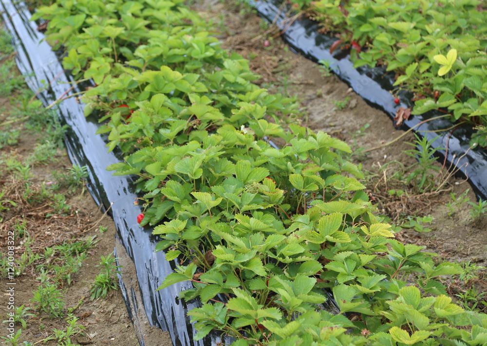 green strawberry plants ripening in cultivated field green strawberry plants ripening in cultivated field