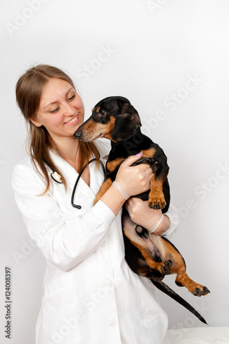 Veterinary doctor holding dachshund dog