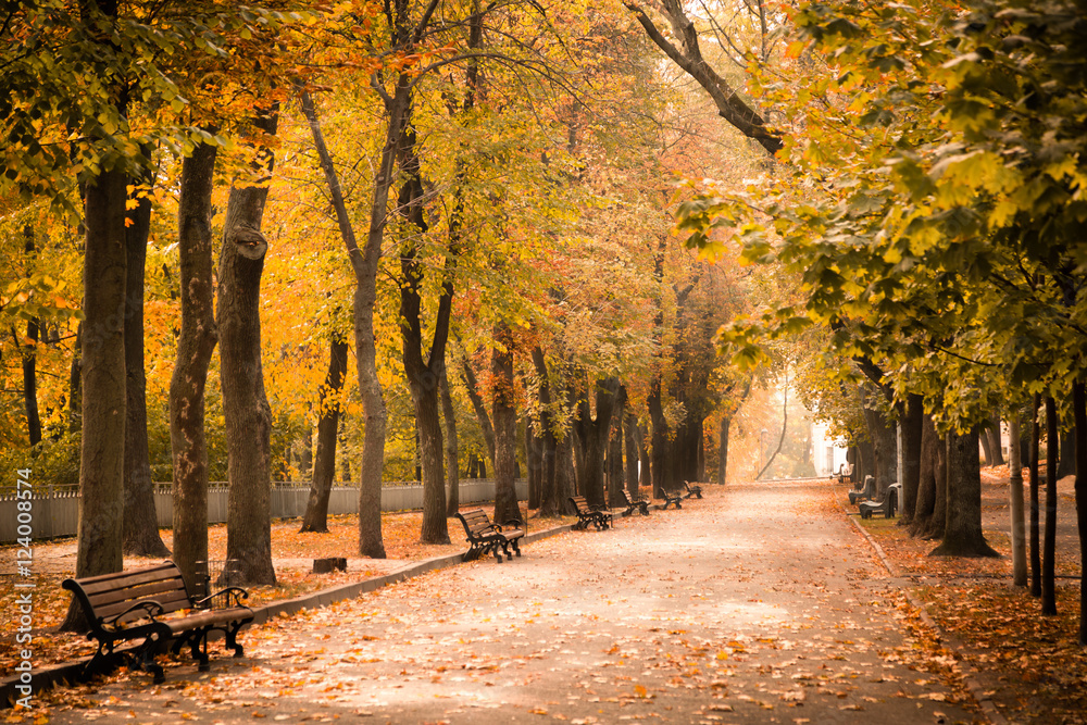 Naklejka premium Empty autumn park with beautiful light