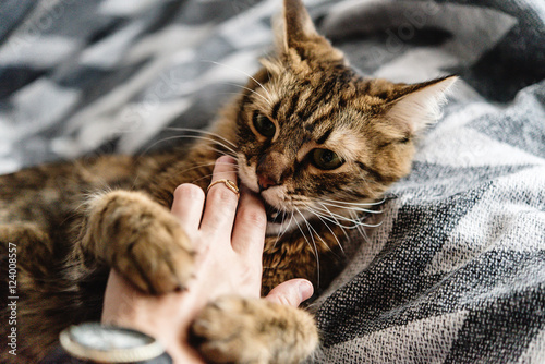 beautiful cute cat playing with woman hand and biting on stylish