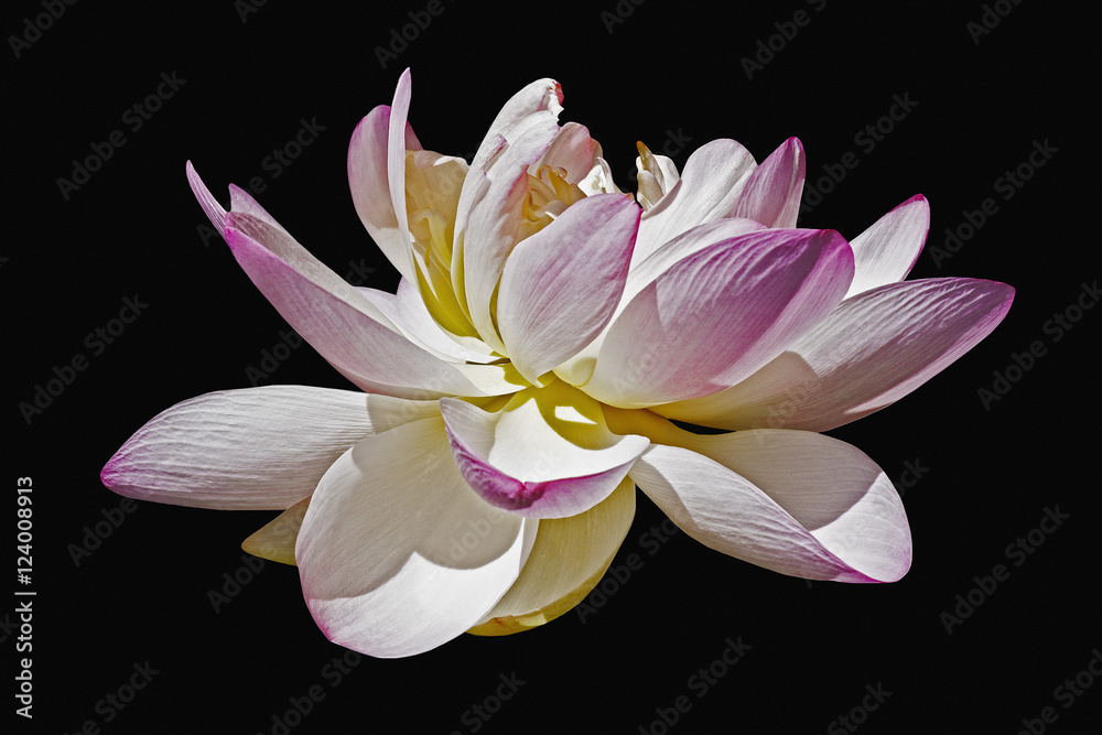 Fototapeta premium Sacred lotus (Nelumbo nucifera). Called Indian Lotus, Bean of India and Lotus also. Image of flower isolated on black background