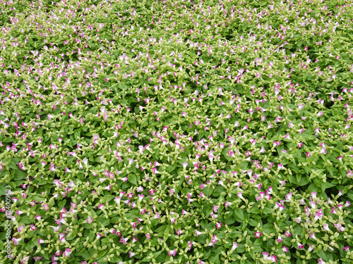 Wishbone flower  Bluewings or Torenia  can be used as background