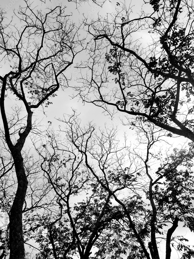Fototapeta Silhouette tree