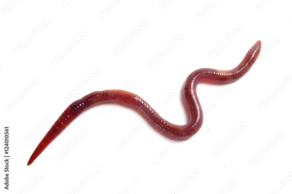 Earthworm Earthworm