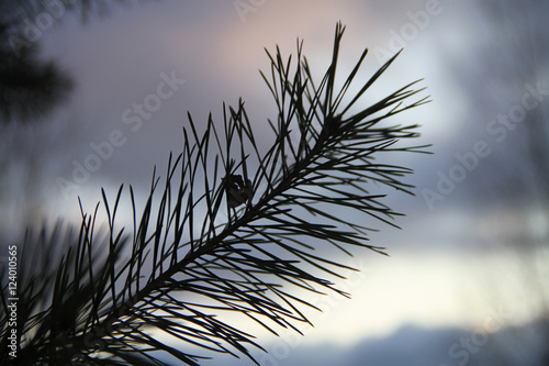Blurred background with pine branch at sunset