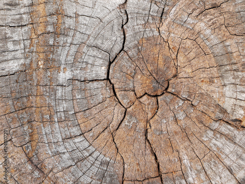 old tree stump texture background