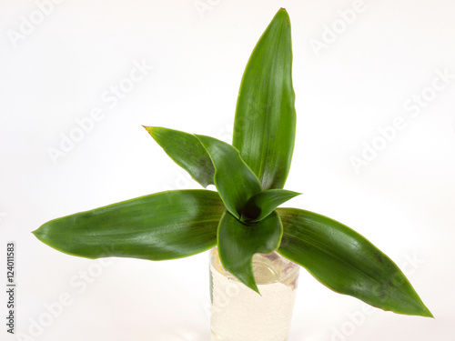 Fototapeta Naklejka Na Ścianę i Meble -   Medical herb plant callisia fragrans known as basket plant or chain plant or inch plant or golden string in water glass on white background close up top view. 