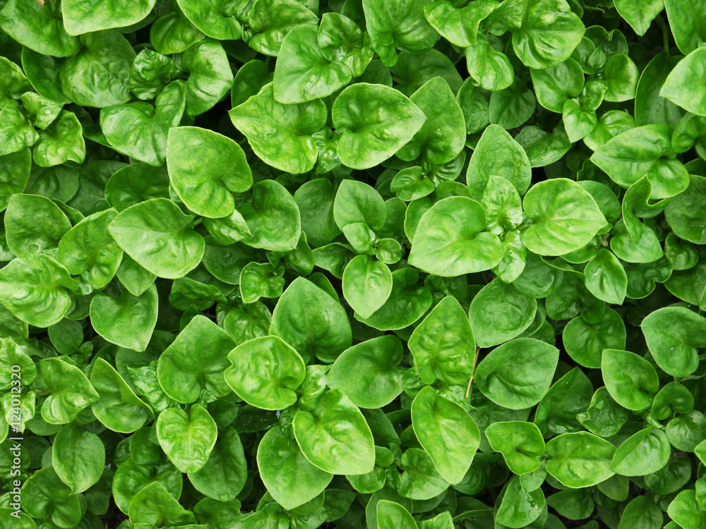 green leaf plant green leaf plant