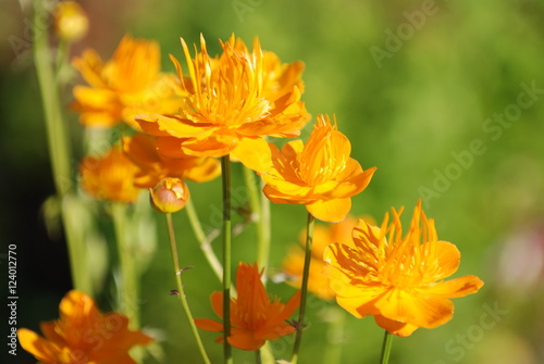 Mountain wild flowers