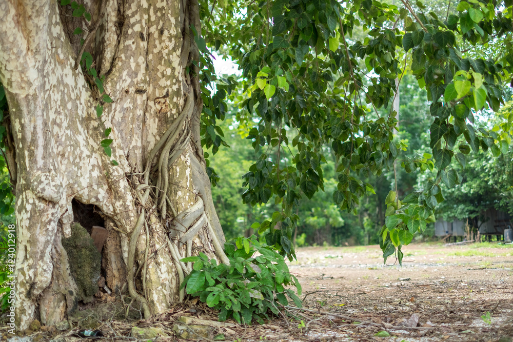 Bodhi tree with sunlight in Asia. Bodhi tree with sunlight in Asia.