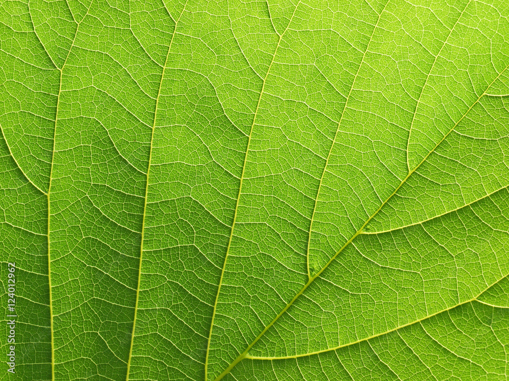 leaf texture leaf texture